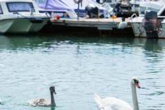 MARINA WILDLIFE